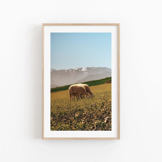 Framed photo: Atlas Mountains II of a sheep on grass with mountains under a clear blue sky.