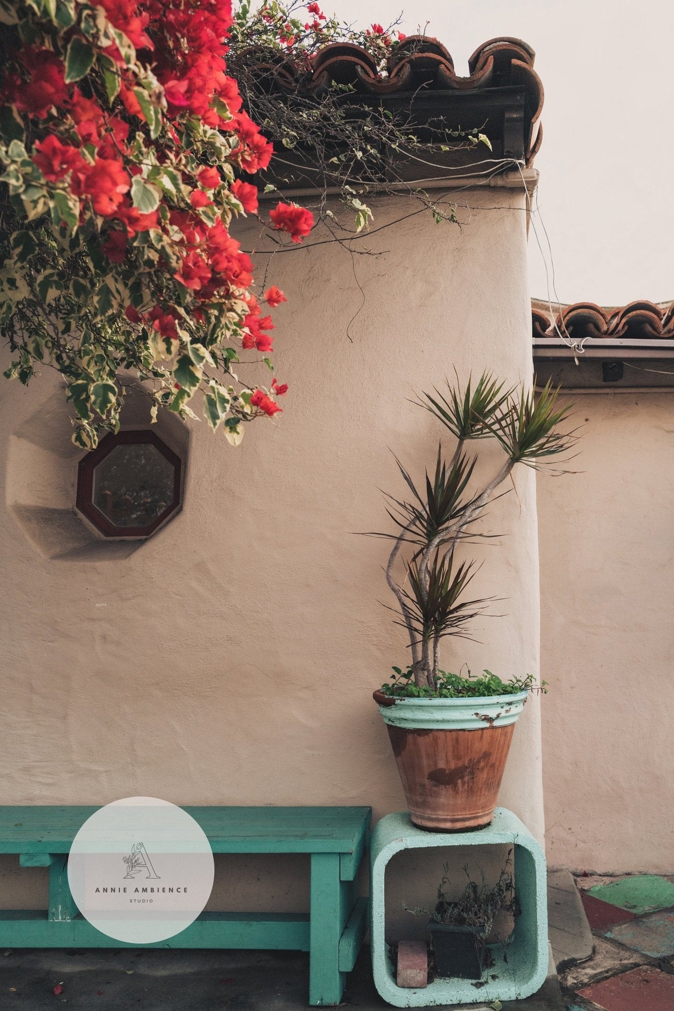 Balboa Charm on a wall ledge with red flowers above and a turquoise bench below against a stucco wall.