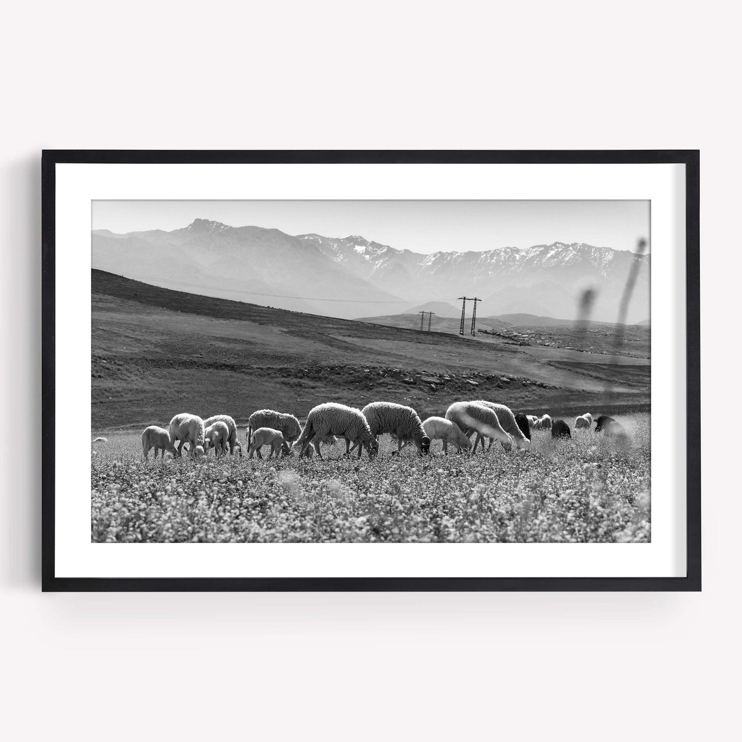 Atlas Mountains I Black and White framed photo of sheep grazing in a field with mountains and power lines in the background.