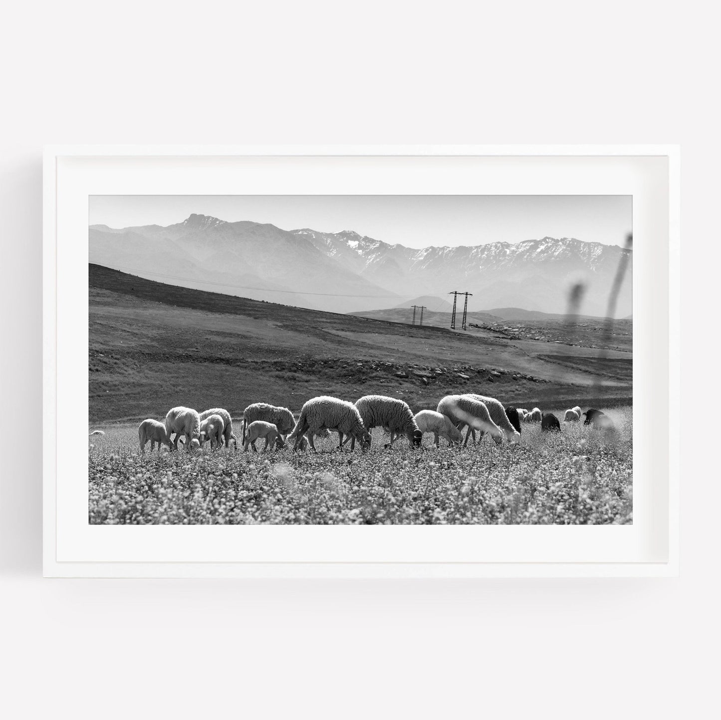 Black and white photo of sheep grazing in a meadow with power lines and Atlas Mountains in the background.