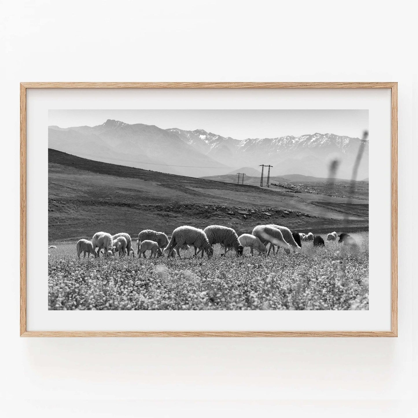 Black and white photo titled Atlas Mountains I Black and White shows sheep grazing with mountains and power lines behind.