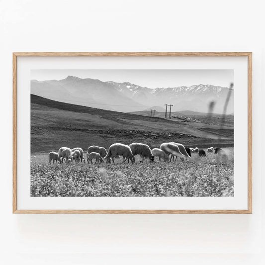 Black and white photo titled Atlas Mountains I Black and White shows sheep grazing with mountains and power lines behind.