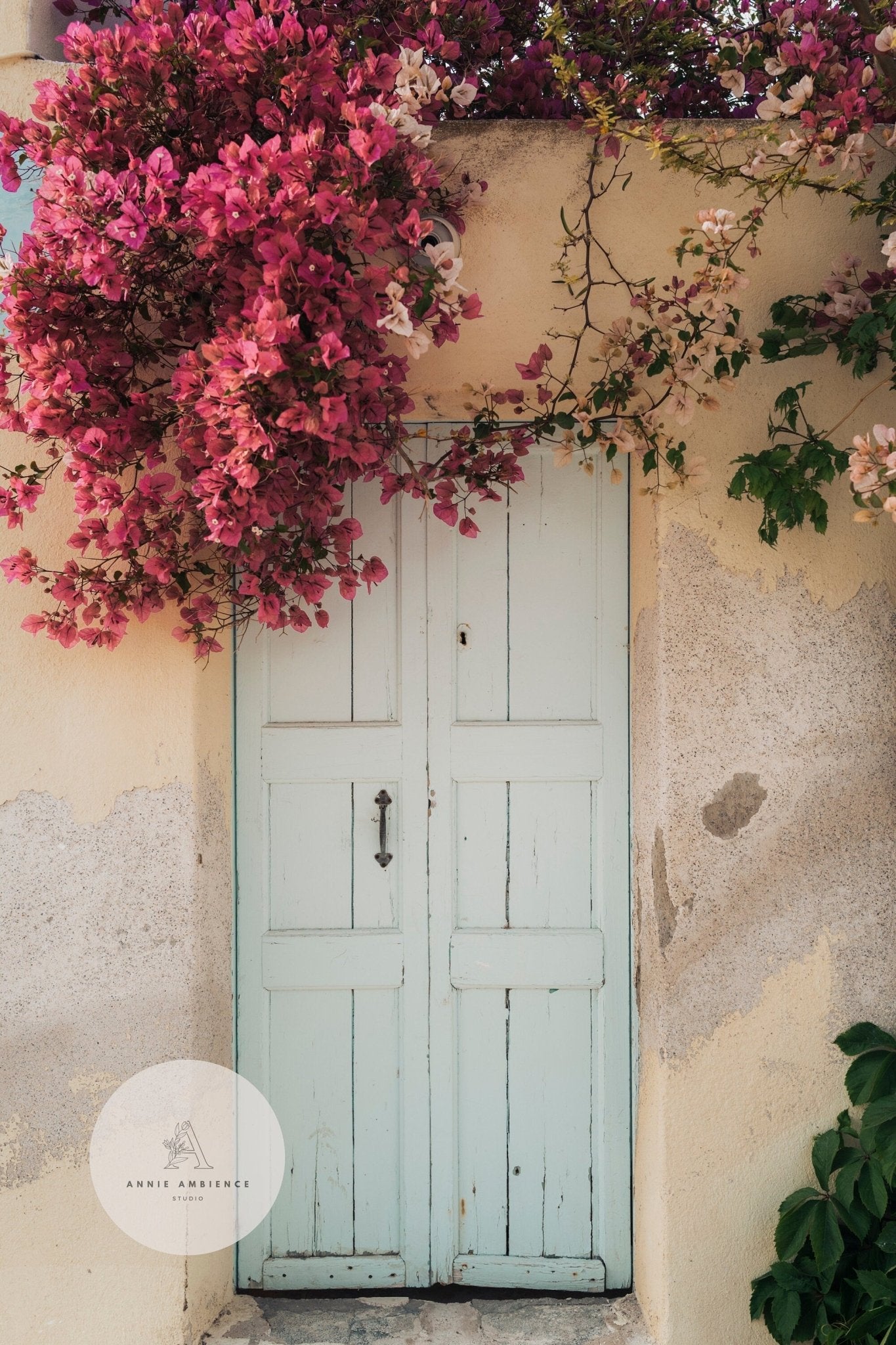 A weathered Blue Door Bougainvillea contrasts with vibrant pink flowers and green vines on an aged wall.