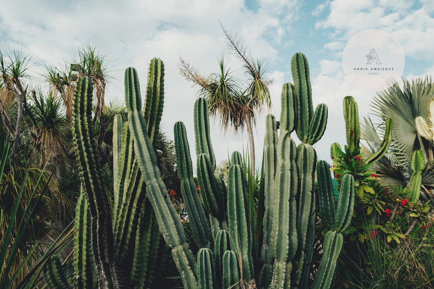 Tall cacti and palm-like plants under a blue sky with clouds, featuring the Cactus Oasis logo in the top right corner.