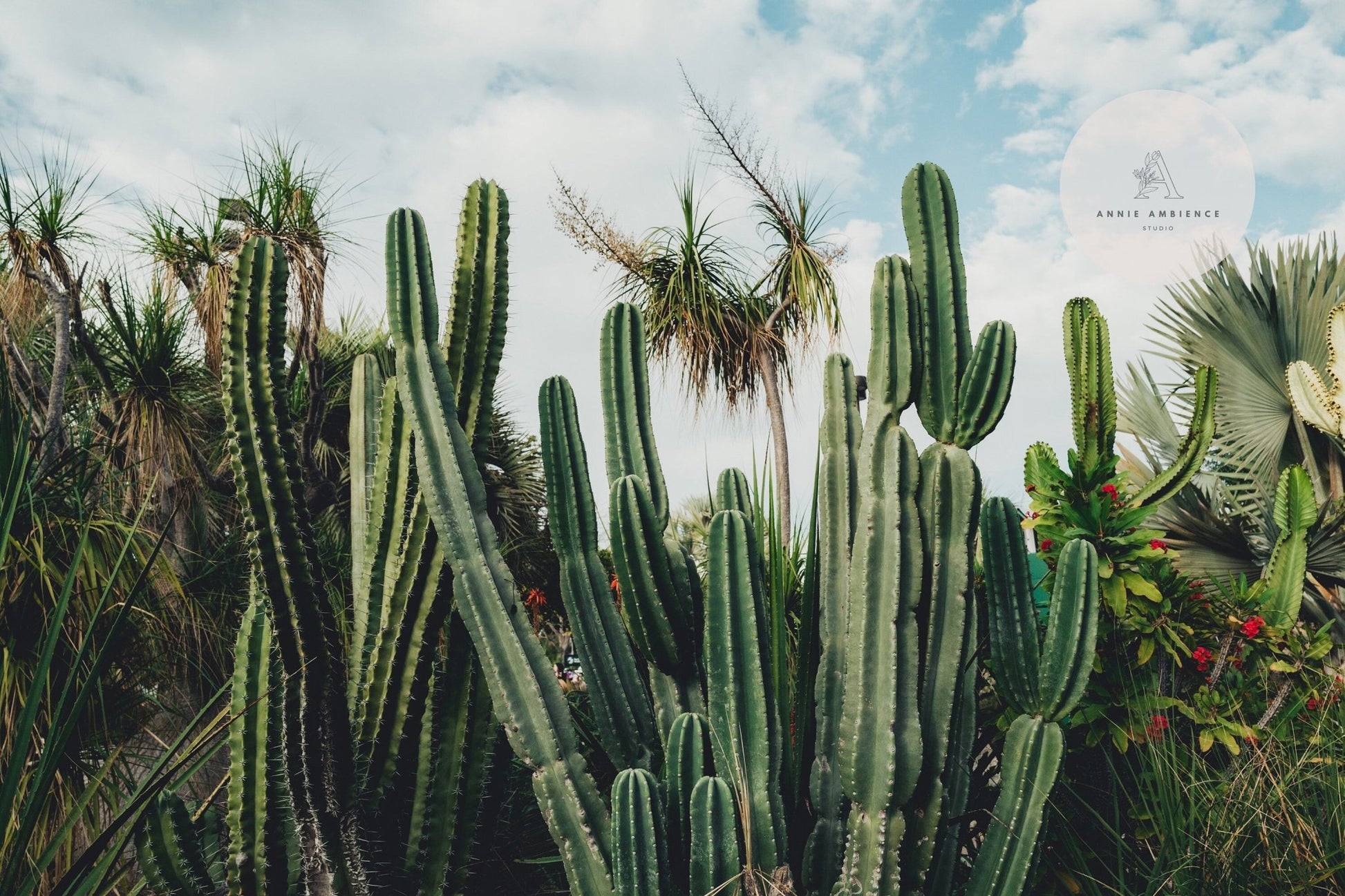 Tall cacti and palm-like plants under a blue sky with clouds, featuring the Cactus Oasis logo in the top right corner.