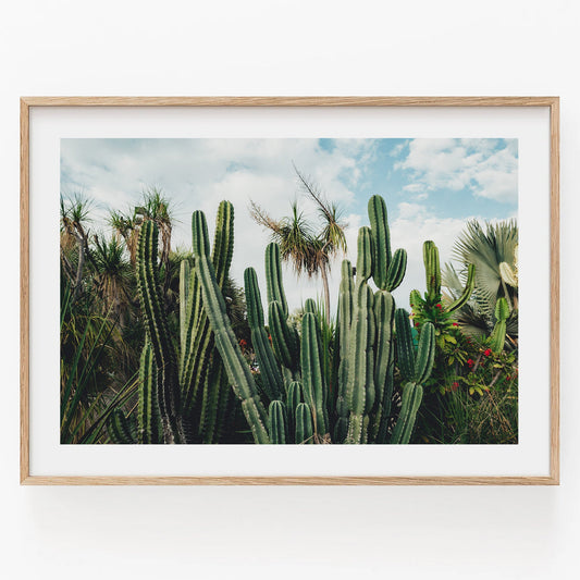 Framed Cactus Oasis photo showcases a desert scene with tall cacti and plants under a cloudy blue sky.