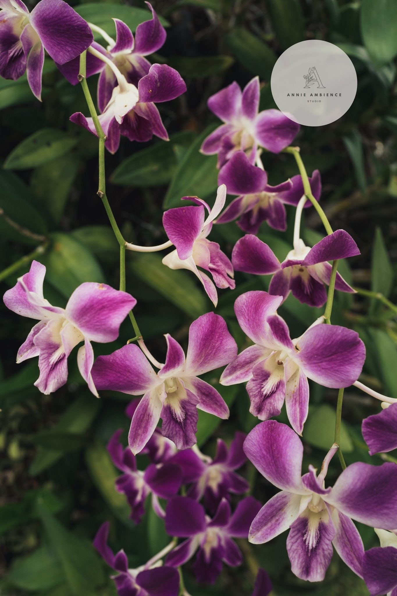 Purple Orchids with lush green leaves, featuring a logo and text overlay in the top right corner.