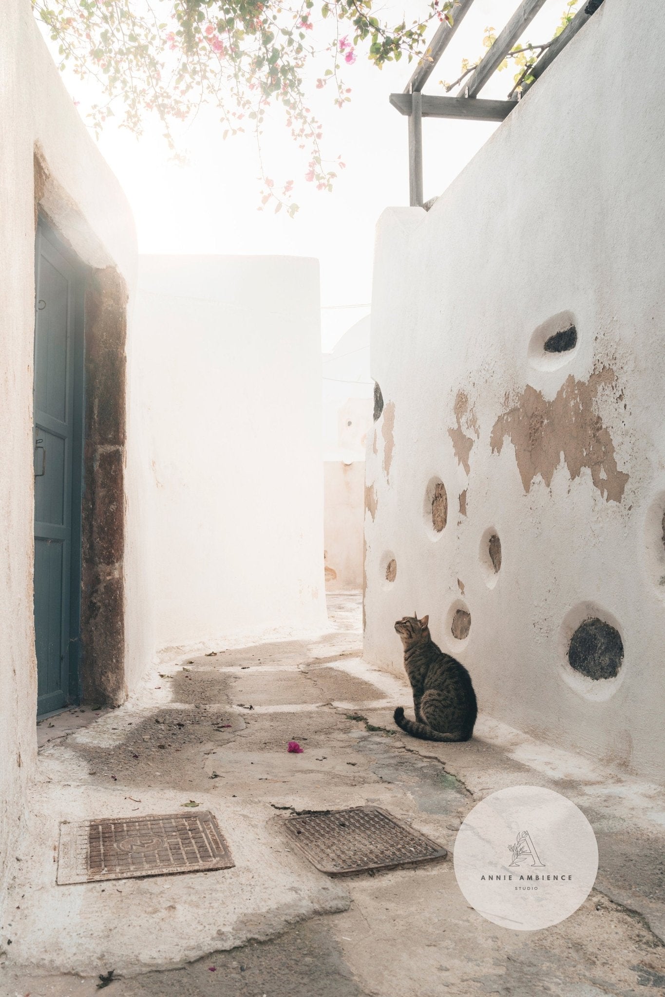 An Emporio Cat relaxes in a narrow alley with whitewashed walls beneath pink blossoms.