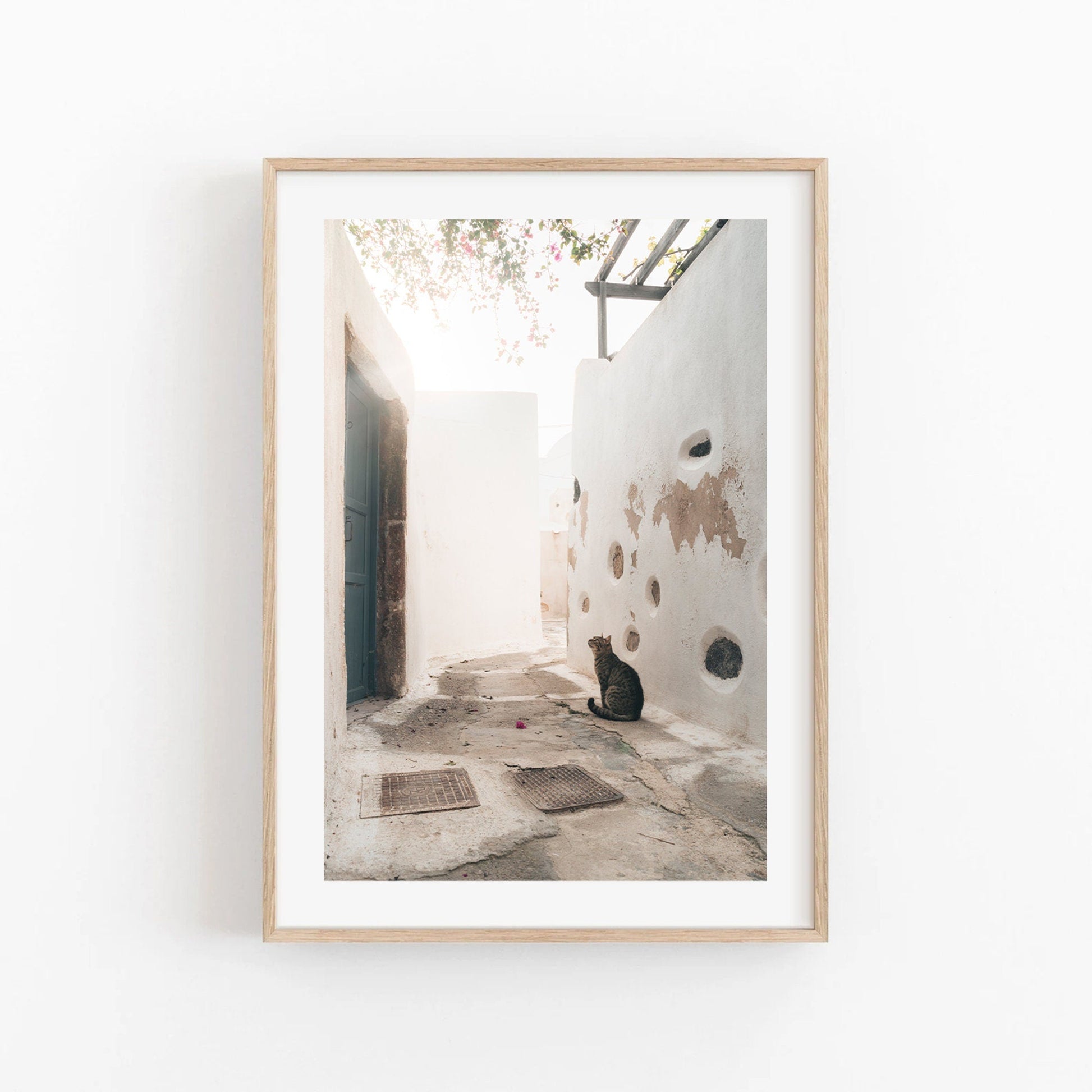 Emporio Cat: A photo of a cat in a sunlit alley with white walls and pink flowers, beautifully framed.
