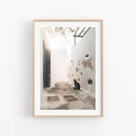 Emporio Cat: A photo of a cat in a sunlit alley with white walls and pink flowers, beautifully framed.