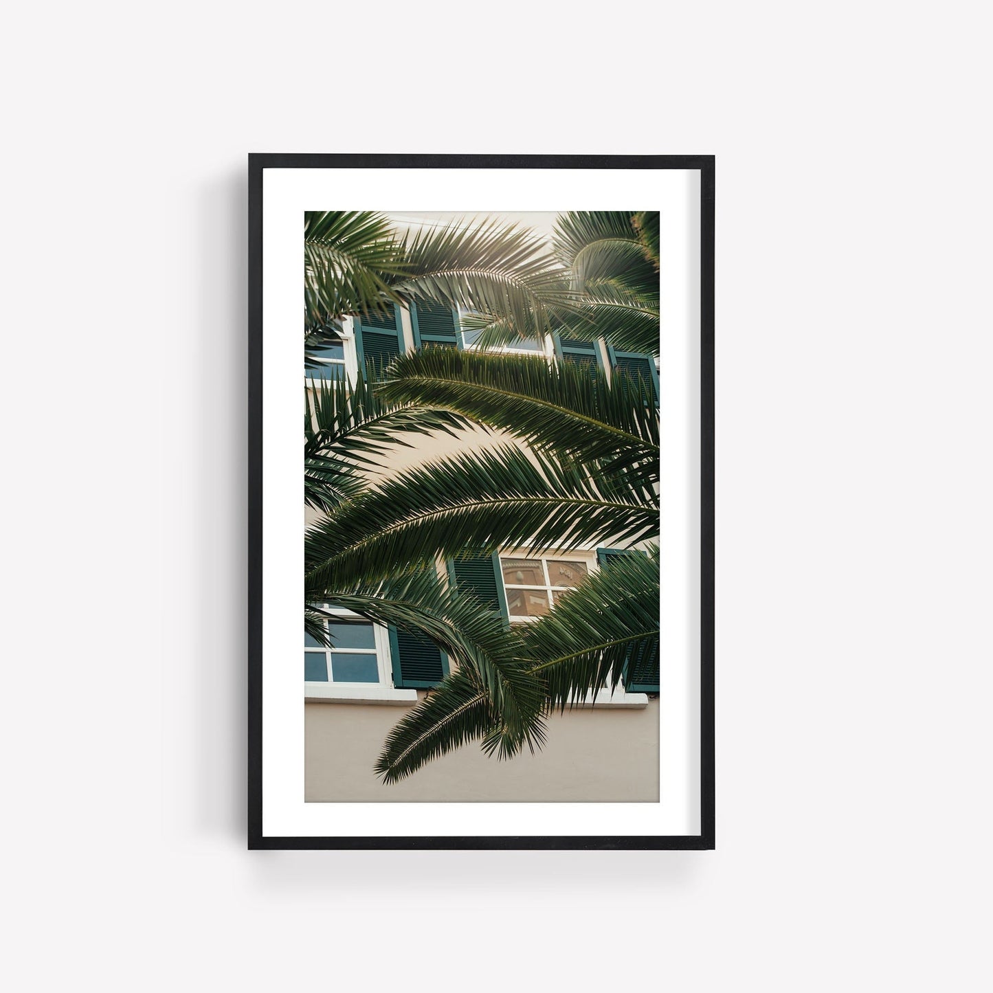 Framed Gibraltar Palm photo of palm fronds against a building with green shutters.
