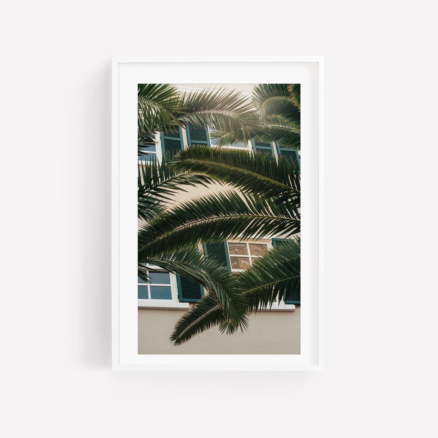 A Gibraltar Palm partially obscures a white-frame window with green shutters on a light-colored building.