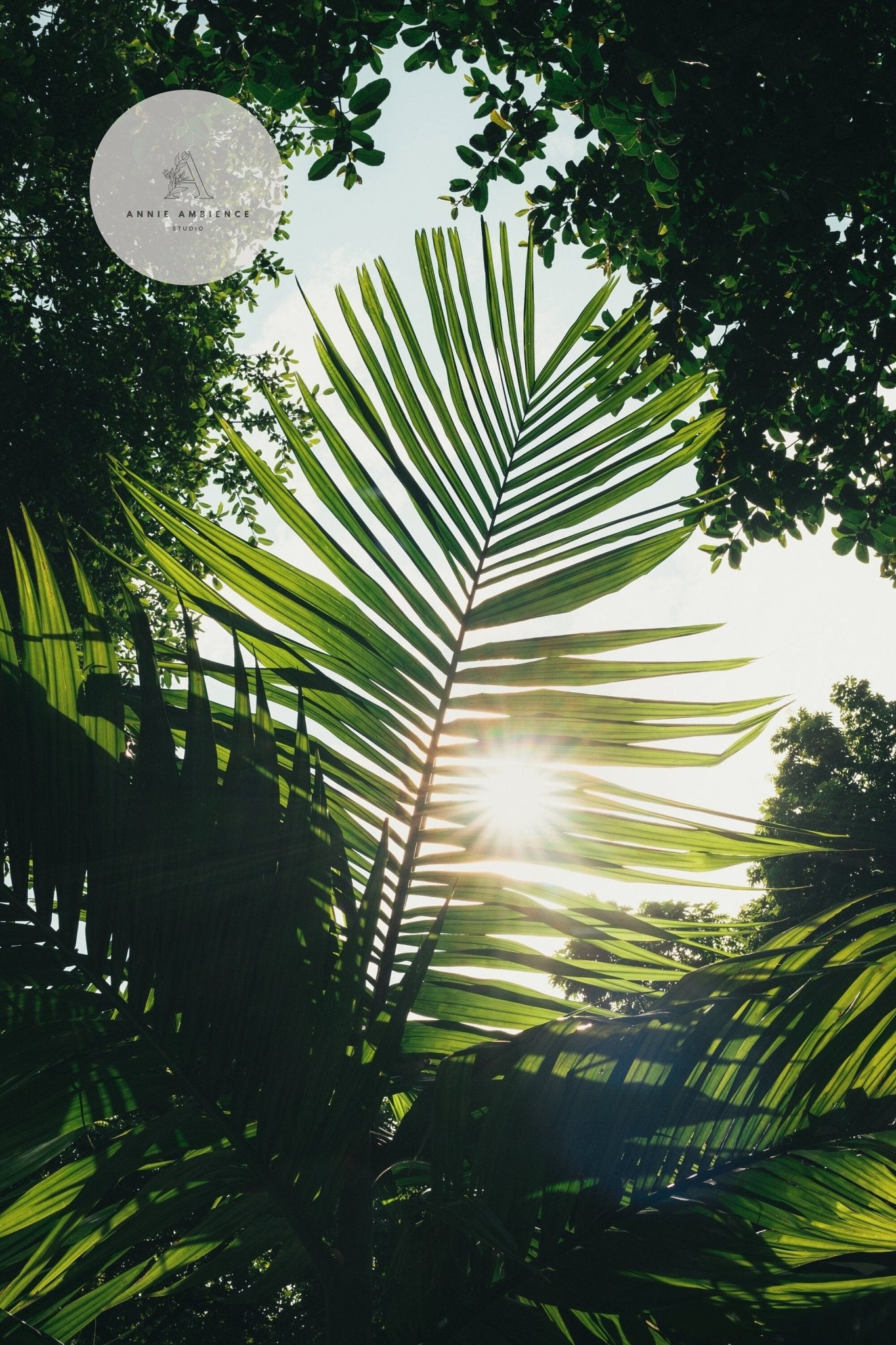 The sunlight filters through a palm leaf among green foliage, all under a clear sky. Product: Glimpse of Hope.