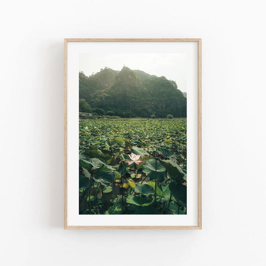 Framed Lotus Lake photo with a lotus field and mountain in the background.