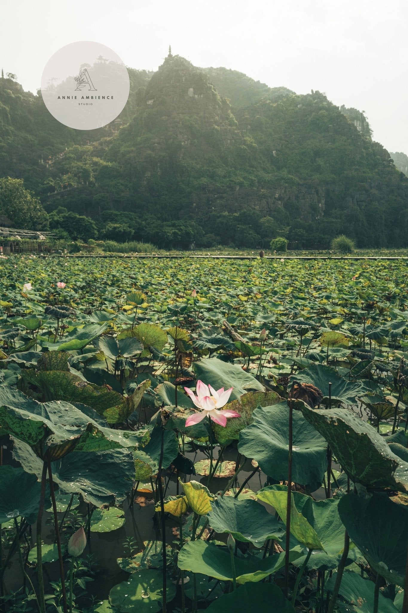 Lotus Lake: Lotus flowers in a green pond with mountain views under a clear sky.