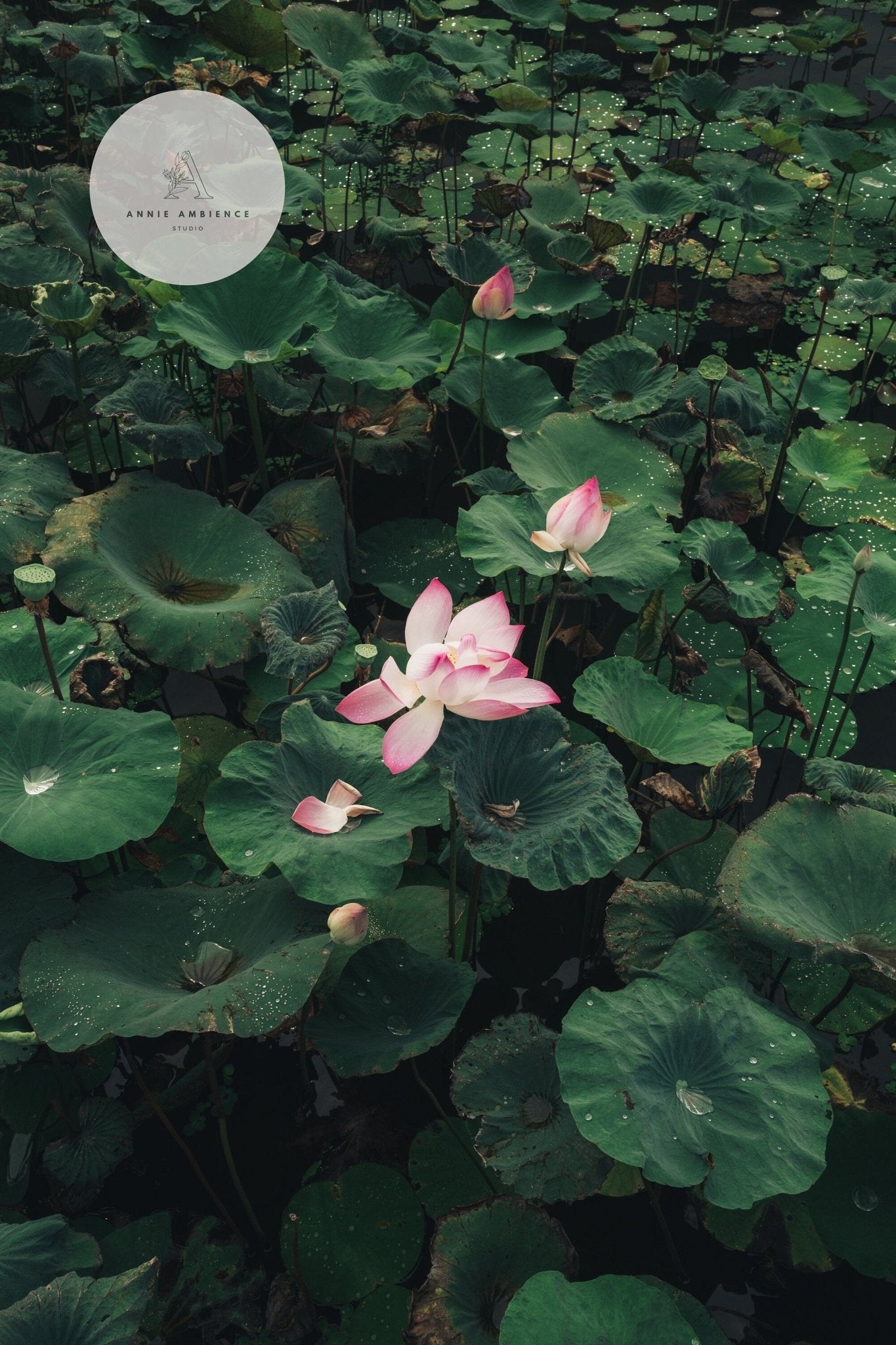 Lotus flowers with buds and large green leaves in a pond.