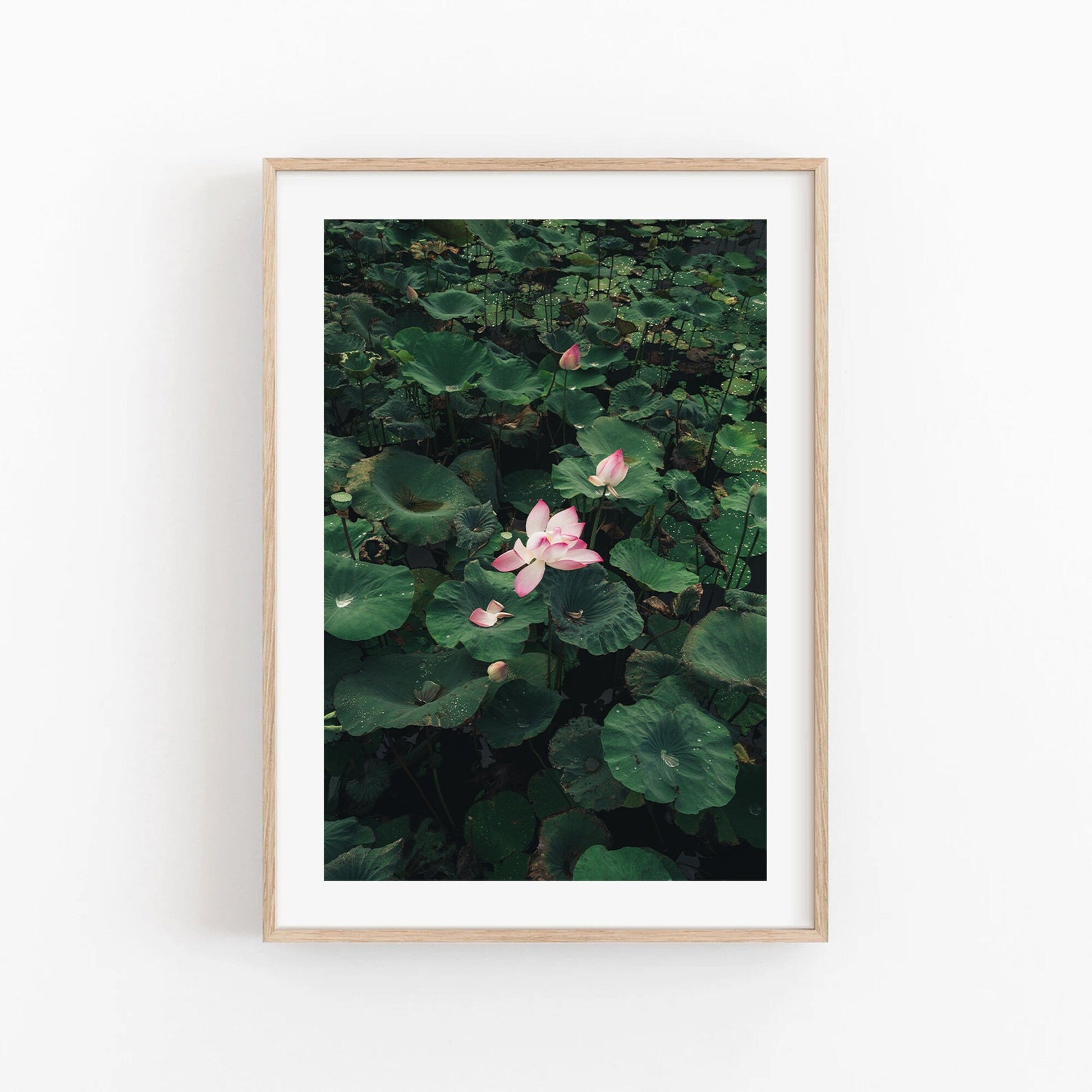 Lotus framed photo of pink water lilies with green leaves on a dark background.