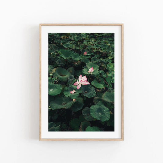 Lotus framed photo of pink water lilies with green leaves on a dark background.