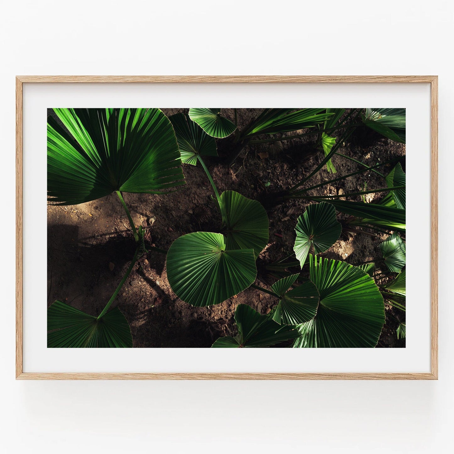 Natures Glow: A framed photograph displaying vibrant green tropical leaves on dark soil seen from above.