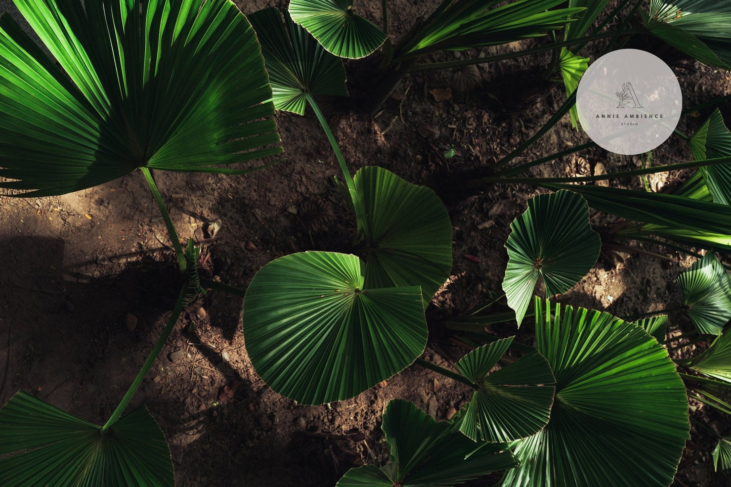 Overhead view of Natures Glow vibrant green leaves on textured brown, kissed by sunlight.