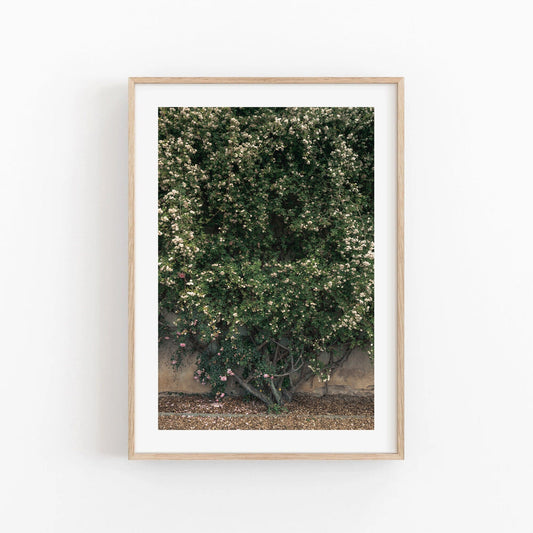 Framed photo titled Natures Wall of a lush green flowering bush against a wall with a simple wooden frame.