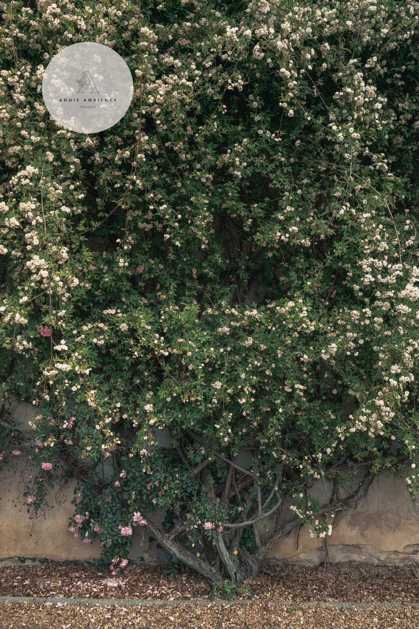 Dense green bush with white and pink flowers against Natures Wall, surrounded by pebbles.