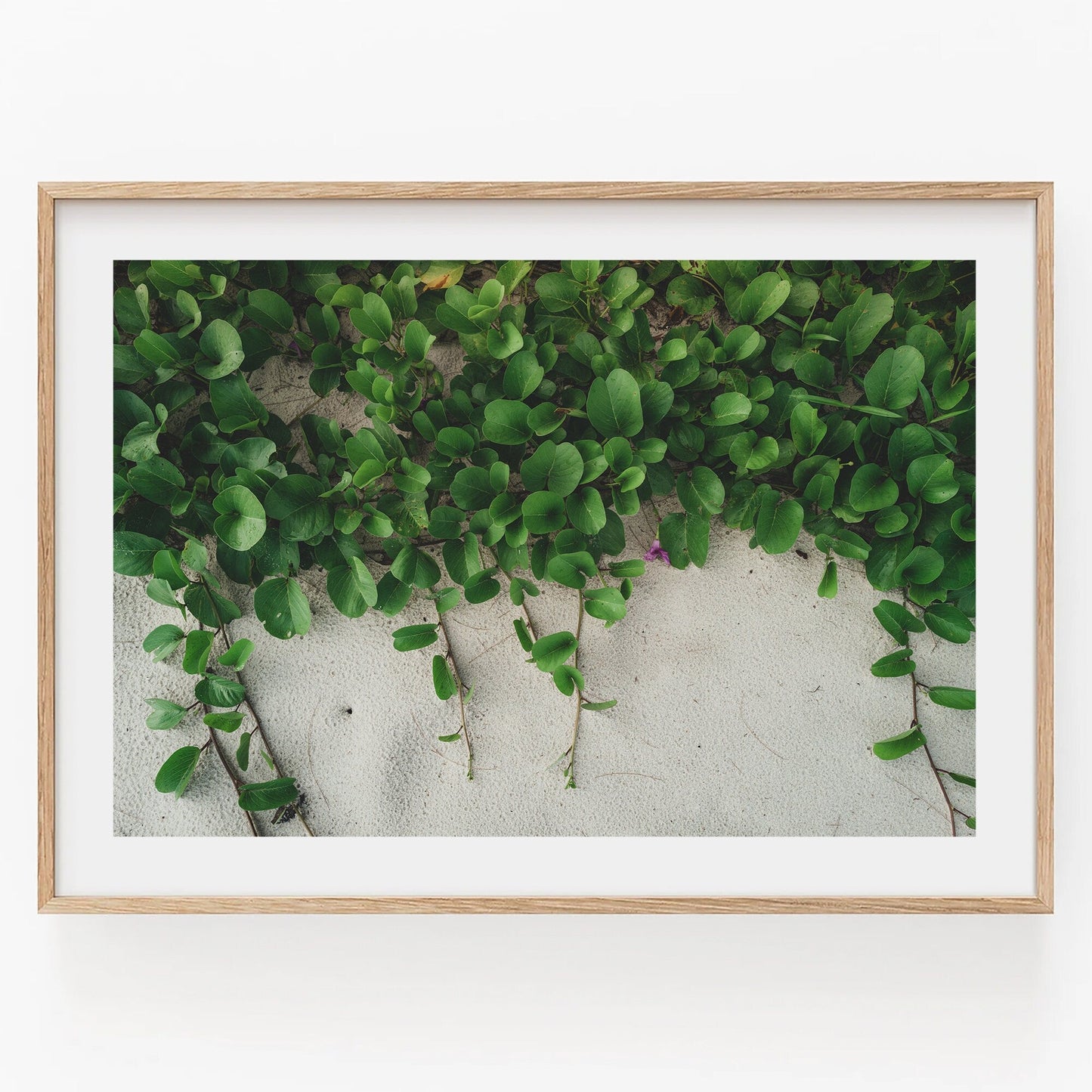 The Sandy Garden I picture features green leaves hanging against a white wall with a wooden frame.