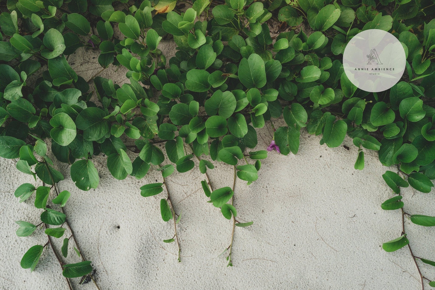 Sandy Garden I: Green vines with oval leaves spread over white sand, set against dense foliage.