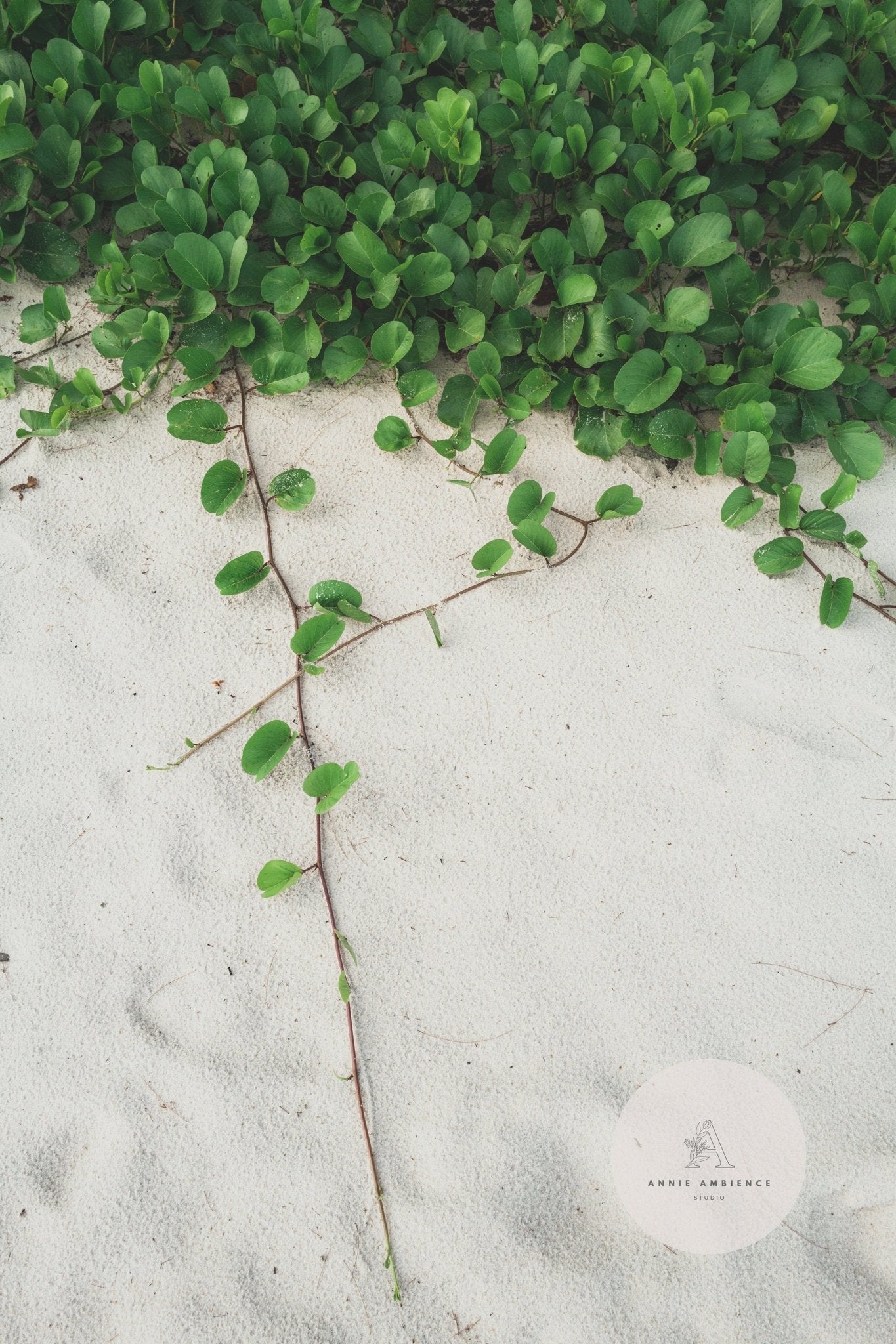Vines and leaves spread across the white sand: Sandy Garden II.