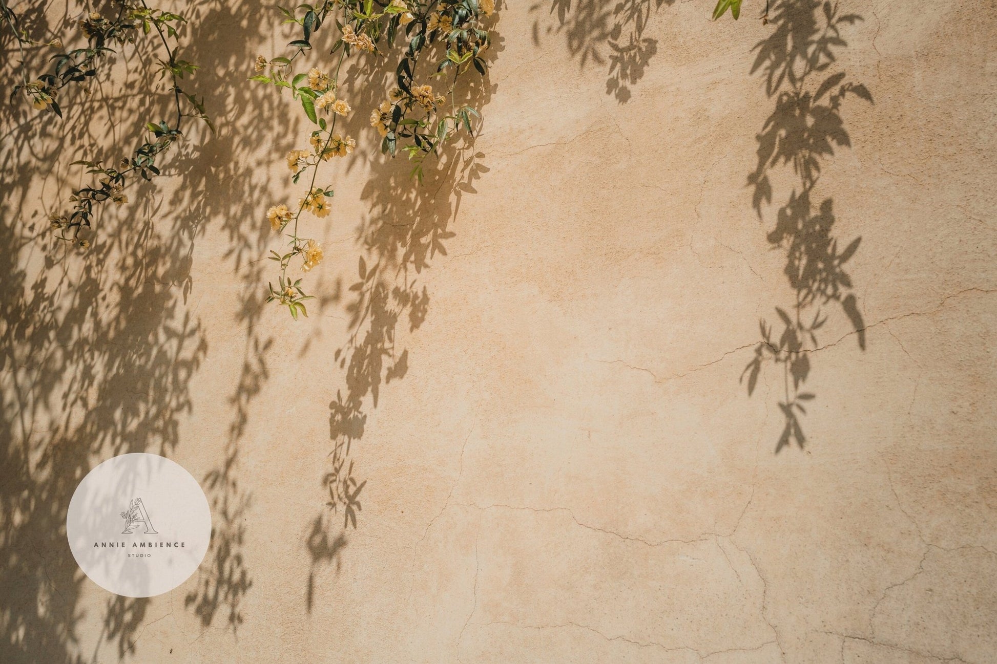 Shadows of leaves and flowers on a textured beige wall with the Spring Breeze logo in the corner.