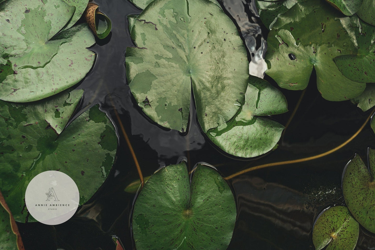 Close-up of green lily pads on dark water with Waterlilies logo at the bottom left corner.