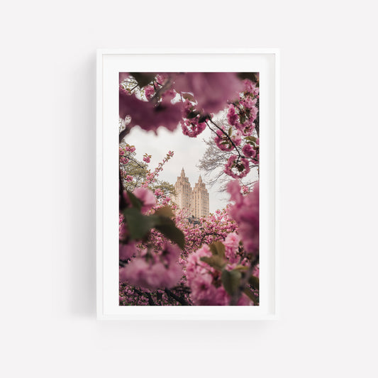 Framed "Cherry Blossom II" photo of a tall building viewed through pink blossoms against a pale sky.