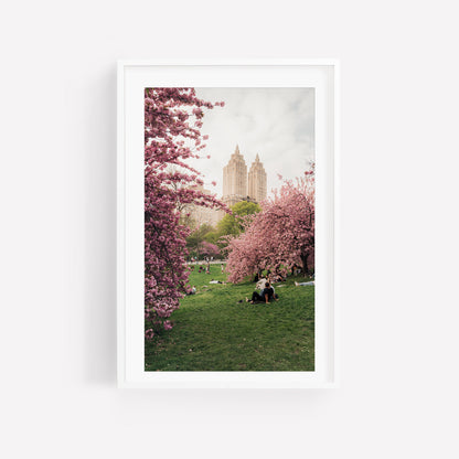Cherry Blossom I: Framed photo of people relaxing on grass under pink cherry blossoms with city buildings behind.