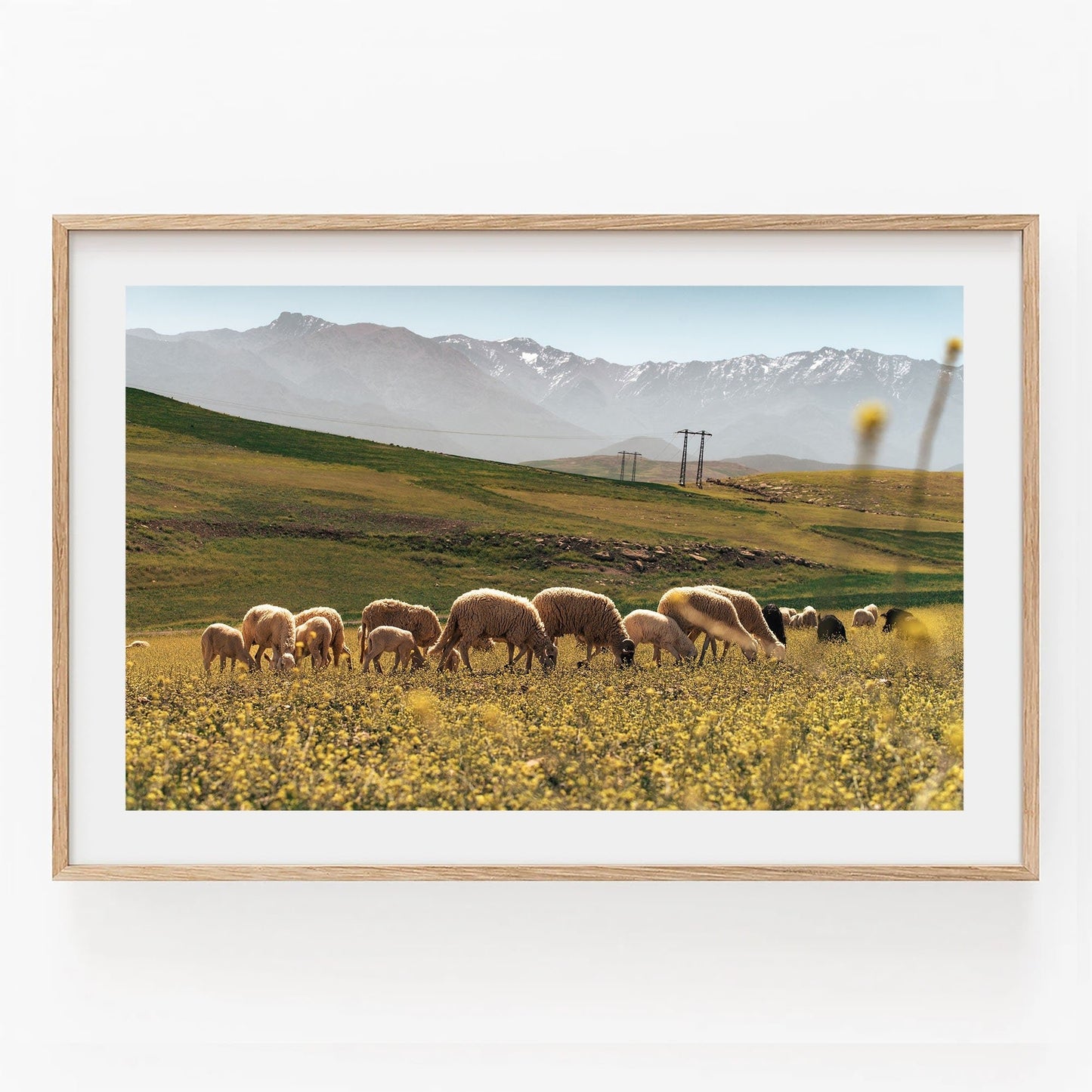 Photograph of sheep grazing, mountains in the background, framed in light wood - Atlas Mountains I.