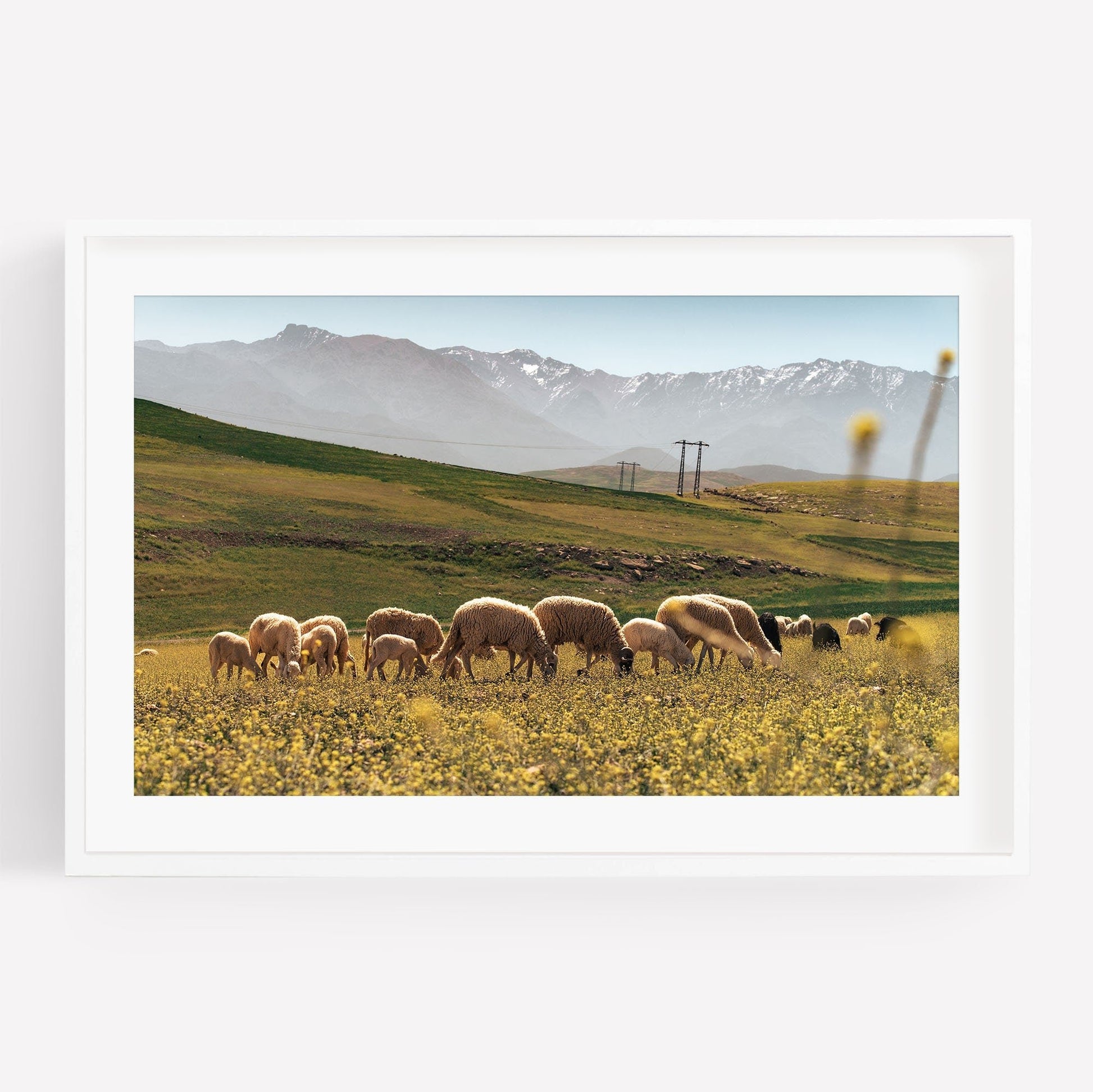 A herd of sheep graze in a yellow flower field with mountains in the background under a clear sky; Atlas Mountains I.