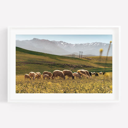 A herd of sheep graze in a yellow flower field with mountains in the background under a clear sky; Atlas Mountains I.