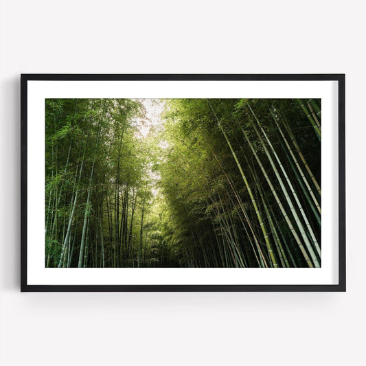 Bamboo Forest I Japanese print in black frame. Bamboo Forest I captures the serene beauty of a bamboo forest pathway with sunlight filtering through tall trees, evoking the tranquil ambiance of Arashiyama Bamboo Grove and inviting you to lose yourself in natures splendor.