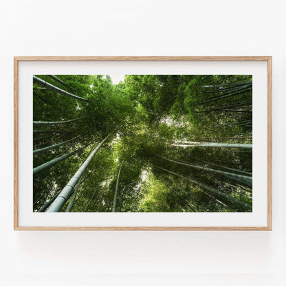 Framed photo titled Bamboo Forest II showcasing the view from beneath bamboo trees, highlighting the lush green canopy against a light backdrop.