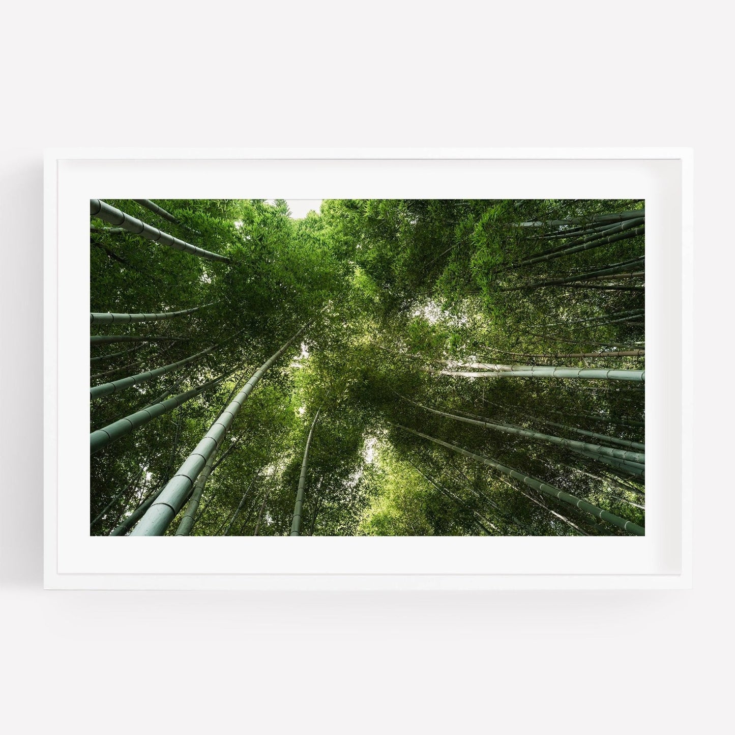 A view looking up at Bamboo Forest II towering, dense bamboo with vibrant green leaves set against the sky.