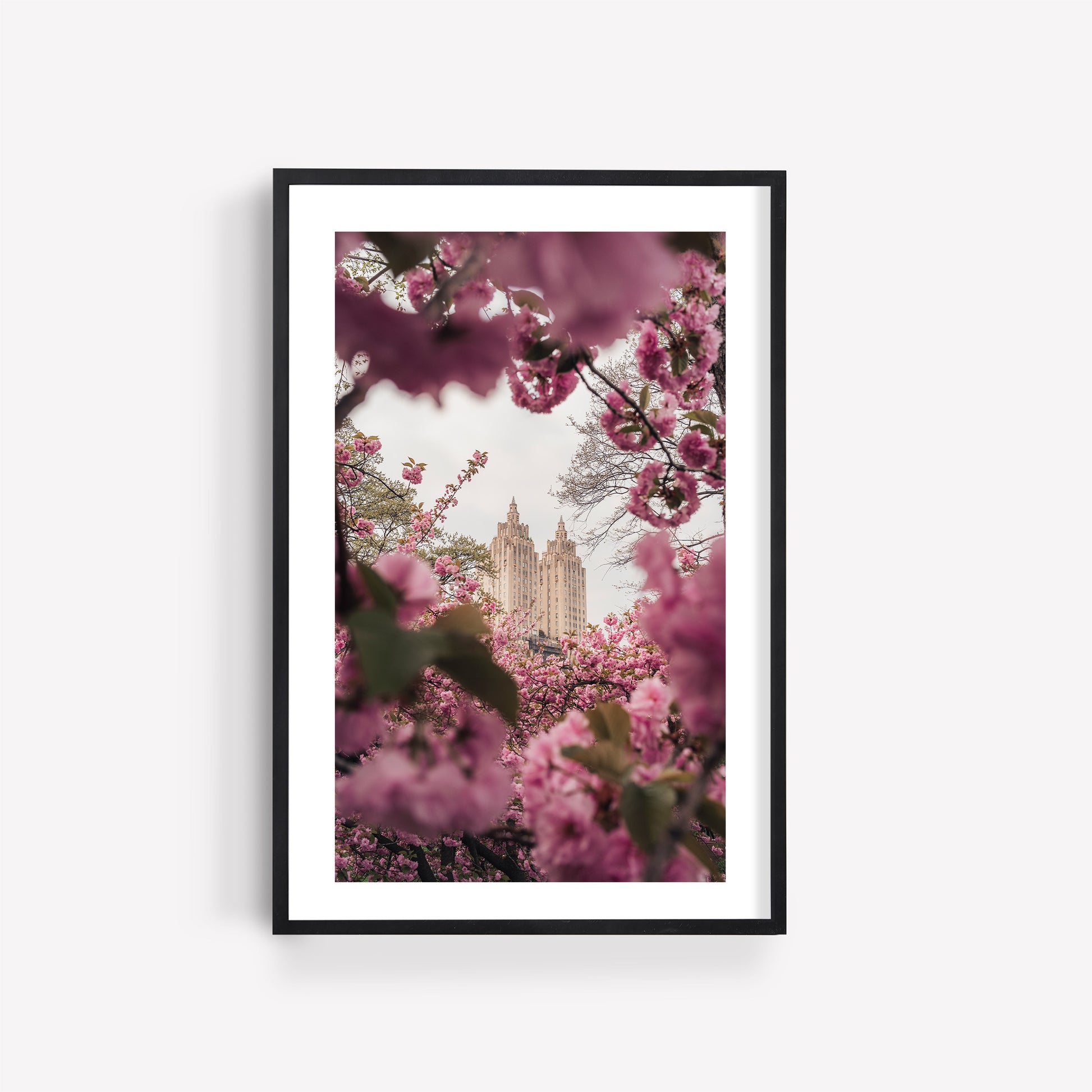 Cherry Blossom II: Tall building framed by pink cherry blossoms against a cloudy sky, in a black framed photo print.