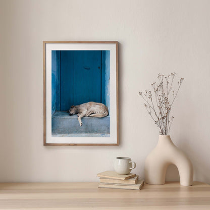 Chefchaouen Dog photo: a dog sleeping by the blue door with vase, branches, and mug on a wooden shelf.