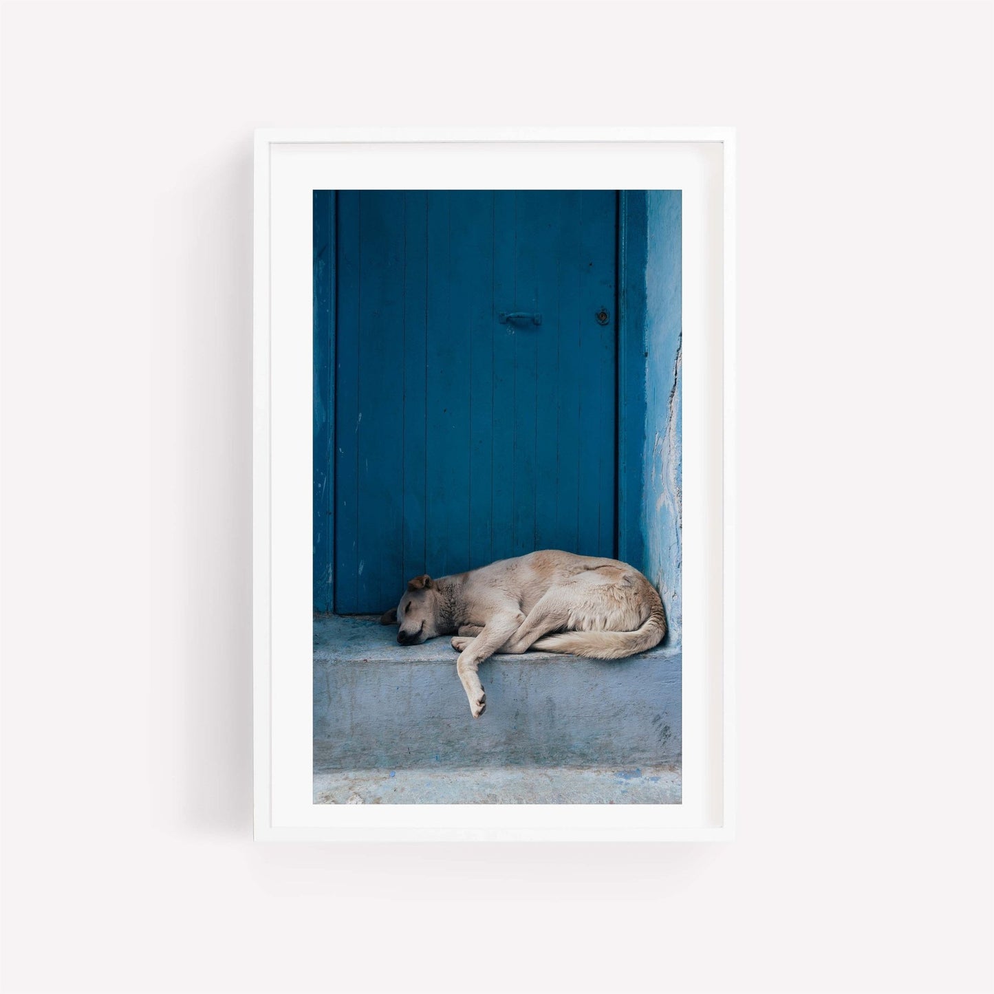 Chefchaouen Dog snoozing by a blue door.