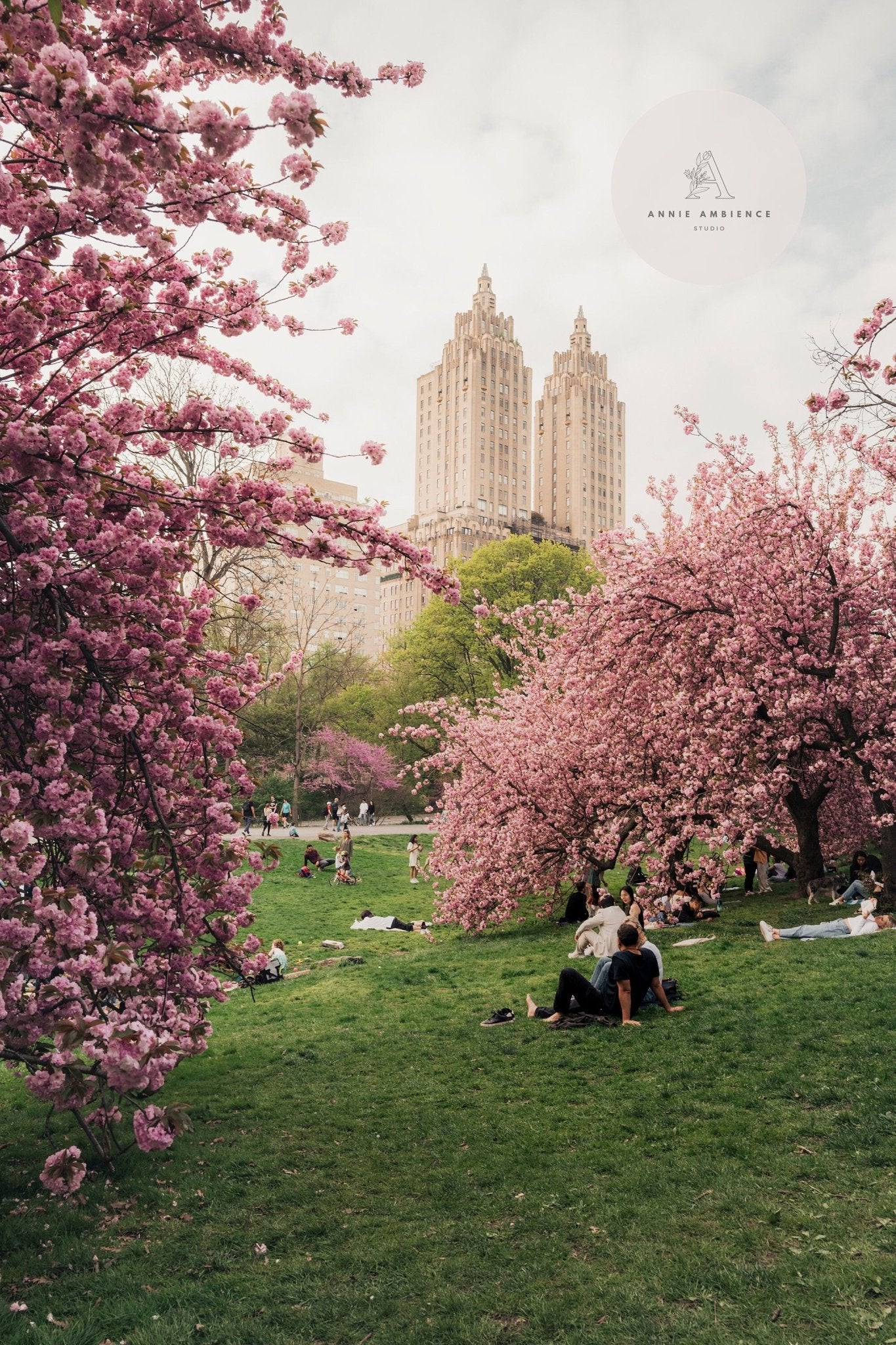 People relax on a grassy area surrounded by Cherry Blossom I trees, with tall buildings in the background.