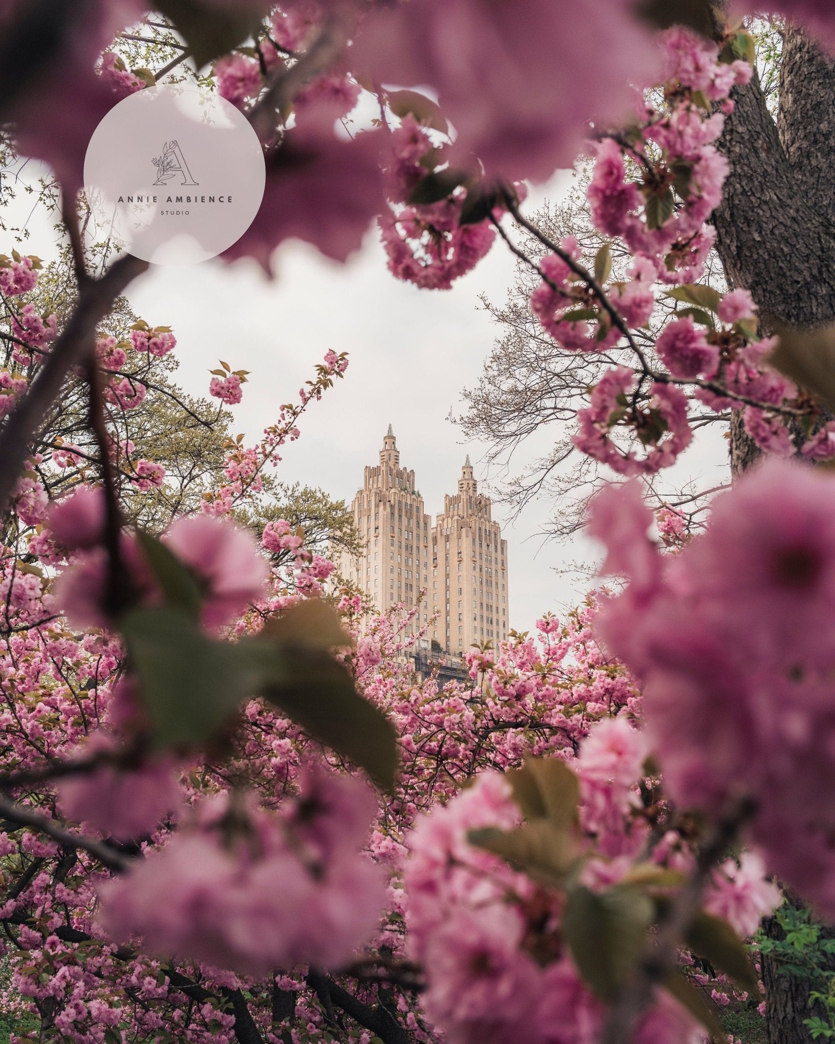 Cherry Blossom II shows pink blossoms framing distant skyscrapers beneath a cloudy sky.