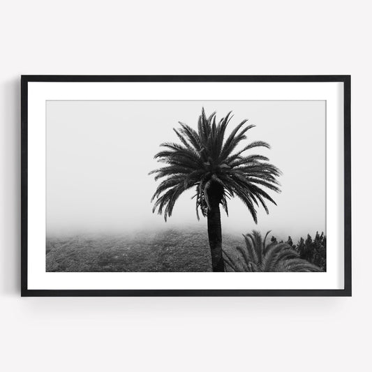 Hazy Palm Black and White: black-and-white photo of a palm on a misty hillside, in a simple black frame.