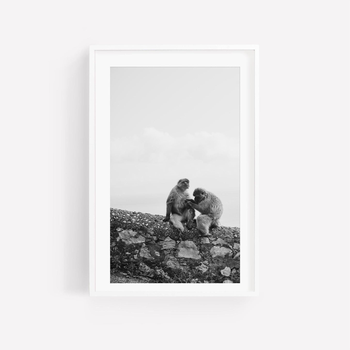 Black and White Monkey Photography - Fine Art Photography, Gibraltar Print, Framed Animal Photography, Monkey Print, Primate Photography