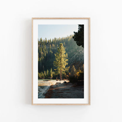 Lake Tahoe Minimalist Tree Fine Art Photography Print, Framed and Unframed Large Solitude Nature Photo, Evergreen Pine Wall Art Picture