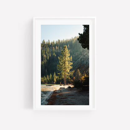 Lake Tahoe Minimalist Tree Fine Art Photography Print, Framed and Unframed Large Solitude Nature Photo, Evergreen Pine Wall Art Picture