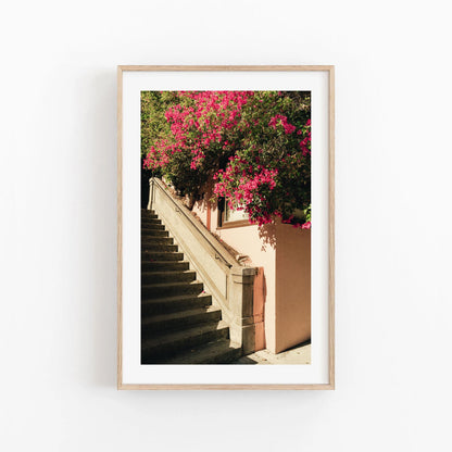 San Francisco Pink Bougainvillea Flowers Fine Art Photography Wall Art, California Floral Photography, Flower Photo Artwork