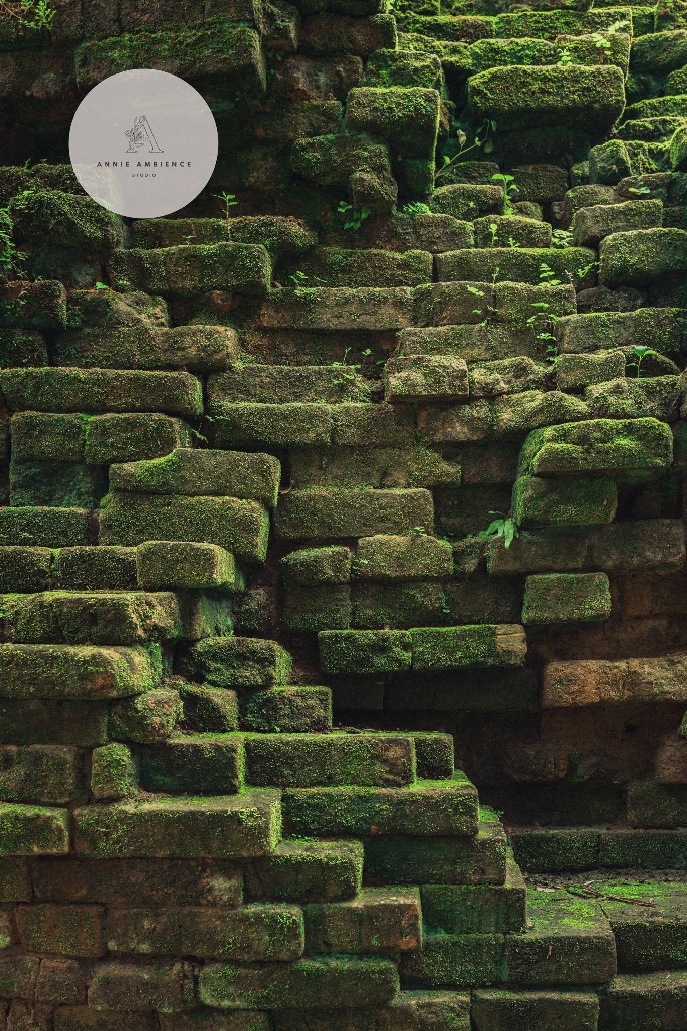 Mossy Elegance: Ancient stone wall with ferns between moss-covered bricks.